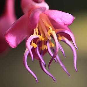 Beautiful beautiful flowers blooming