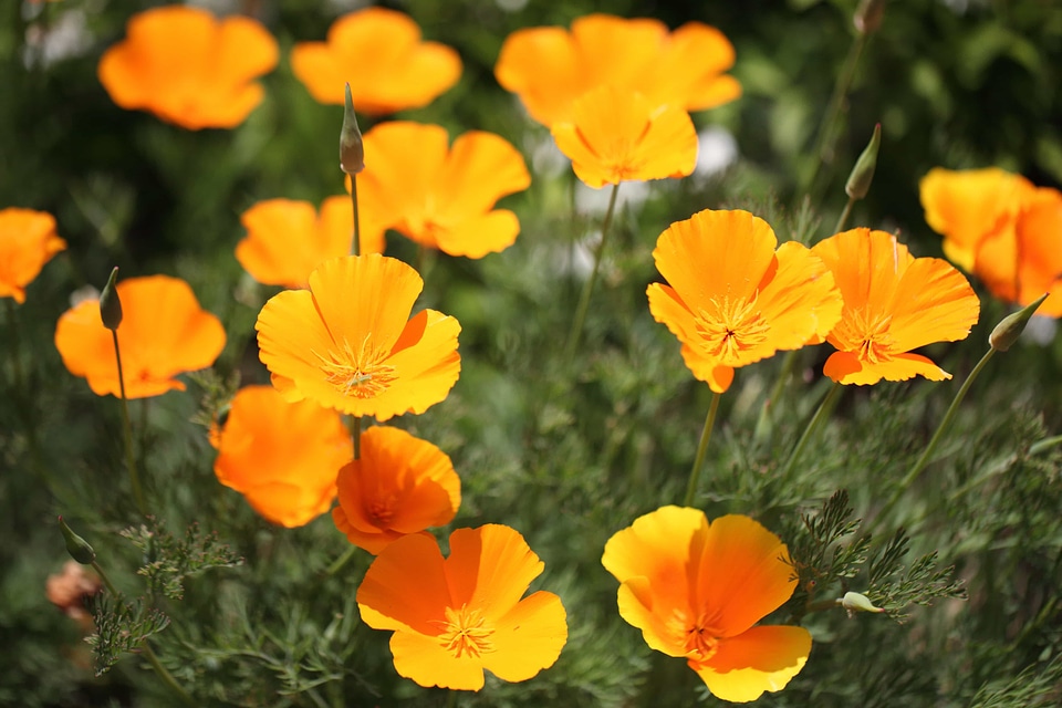 Beautiful Flowers bloom blooming