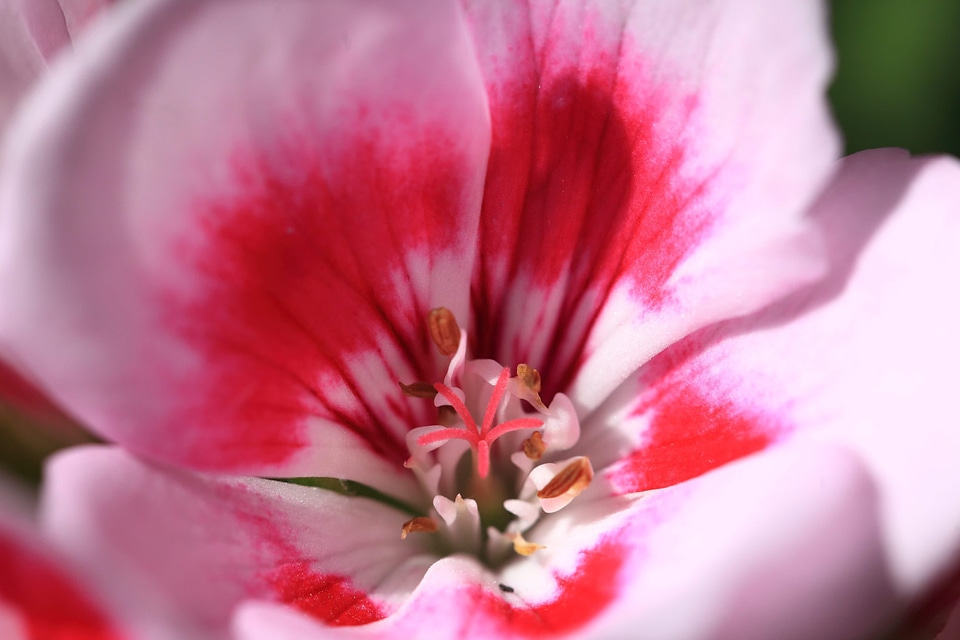Beautiful beautiful flowers beautiful photo