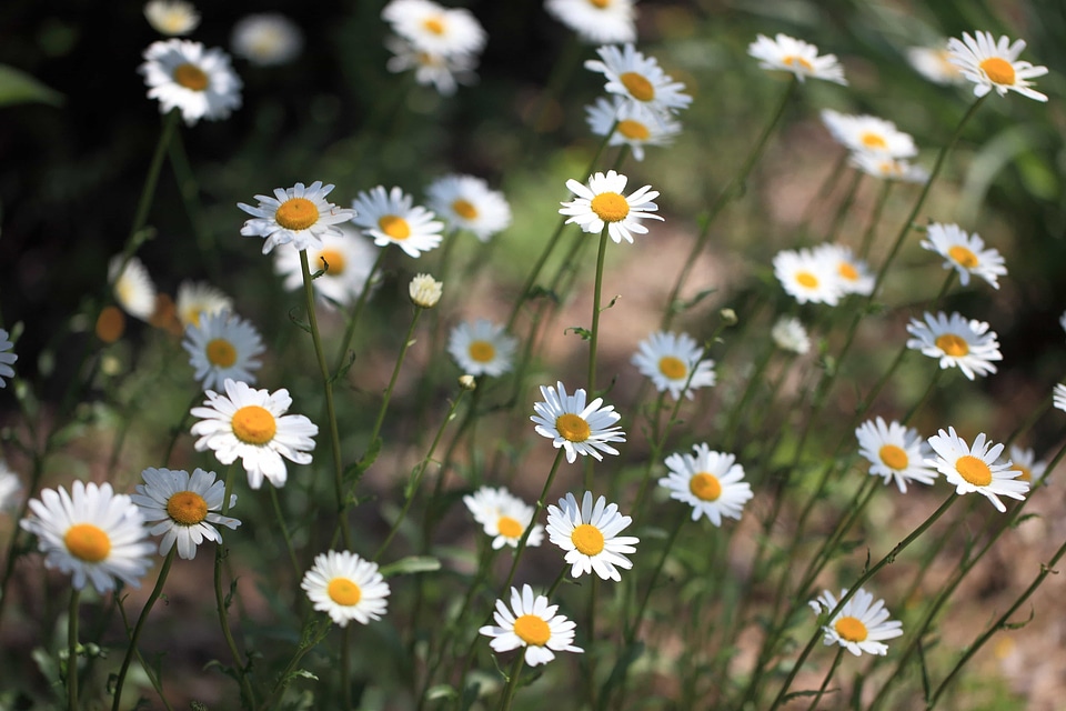 Beautiful Flowers bloom blooming