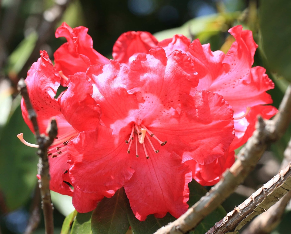 Beautiful beautiful flowers bloom
