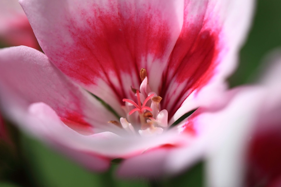 Beautiful beautiful flowers bloom