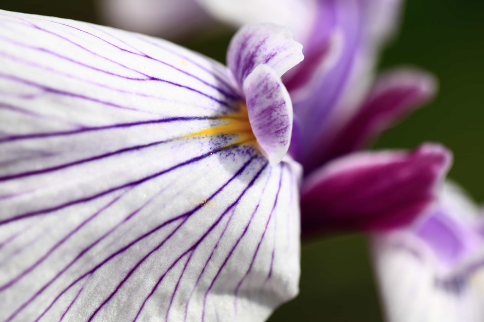 Beautiful beautiful flowers bloom