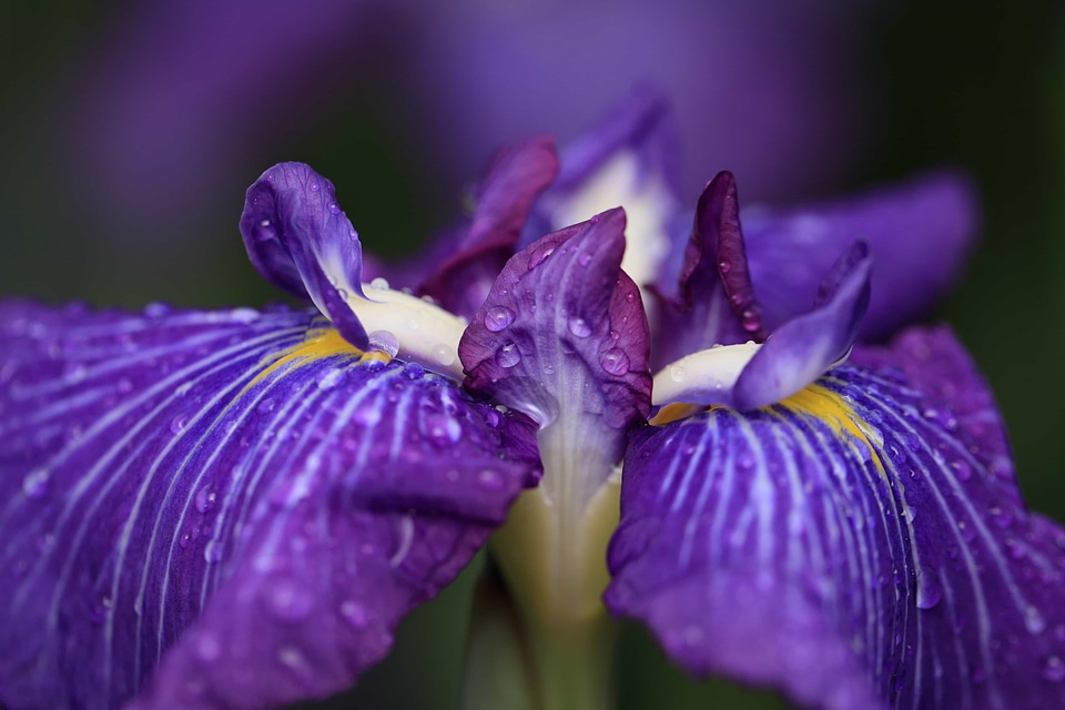 Beautiful beautiful flowers beautiful photo