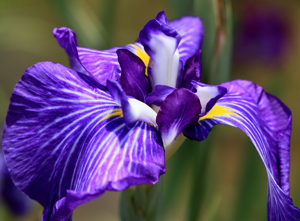 Beautiful beautiful flowers bloom