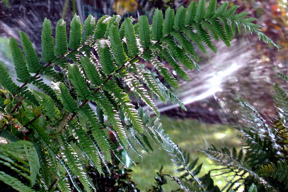 Branch dark green ecology