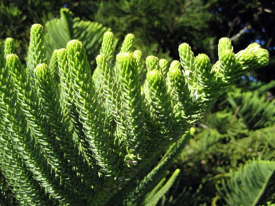 Branch conifer dark green