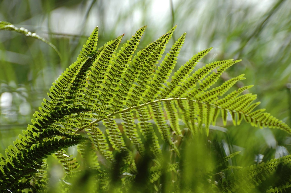 Branch dark green ecology