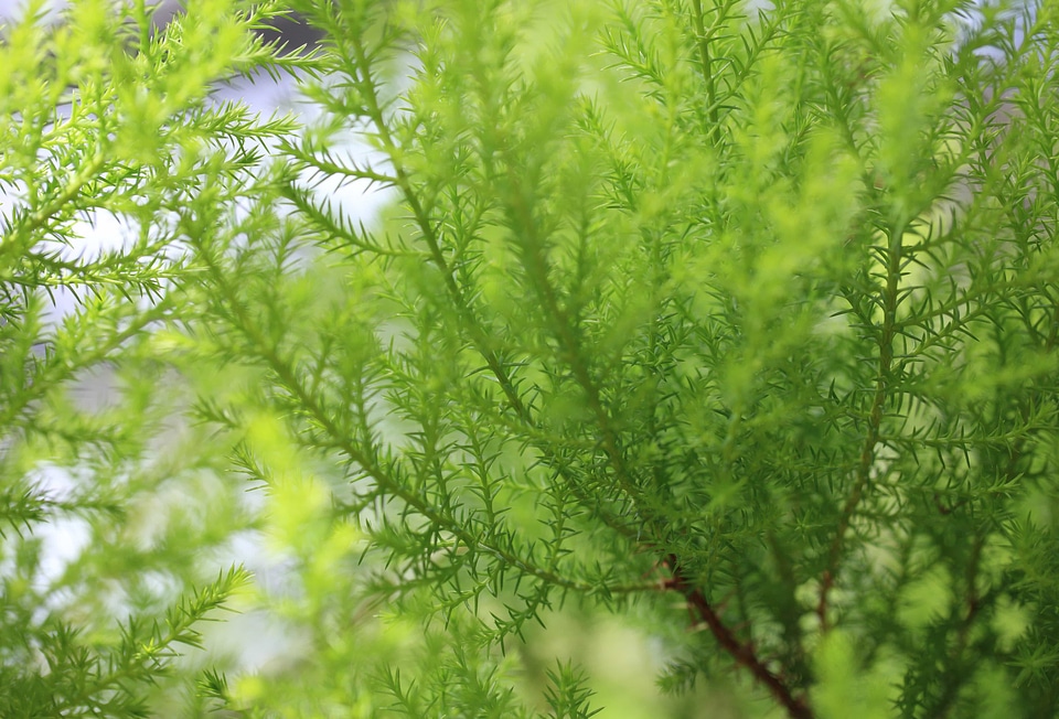 Branch ecology environment