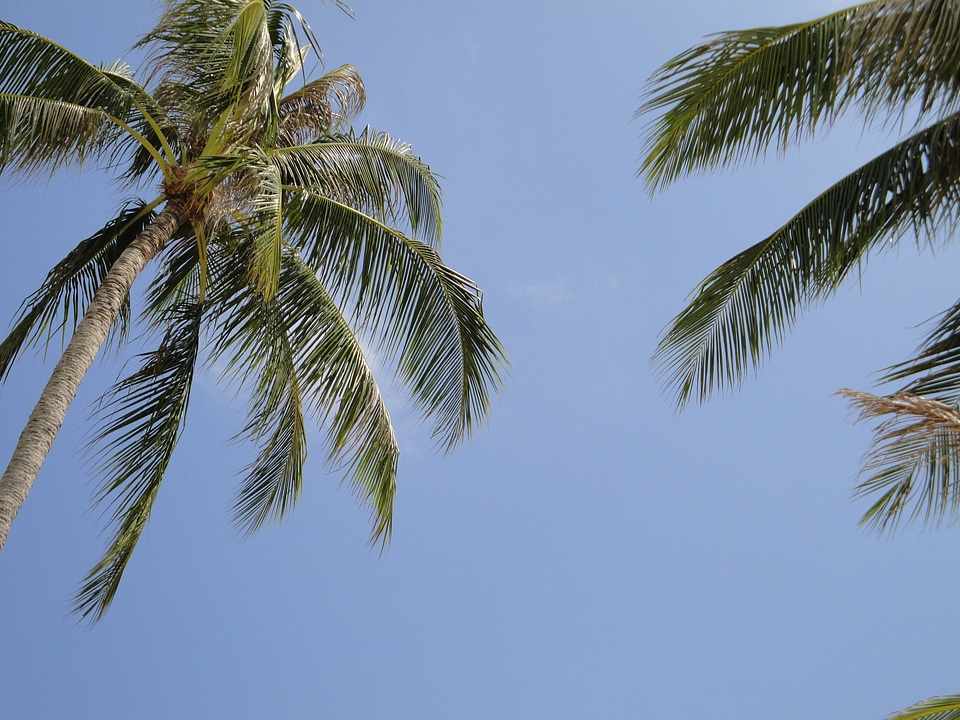 Blue Sky branch branches
