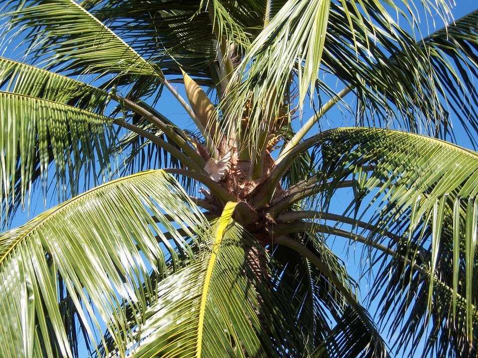 Beach blue sky branch
