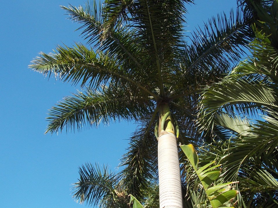 Blue Sky branch branches