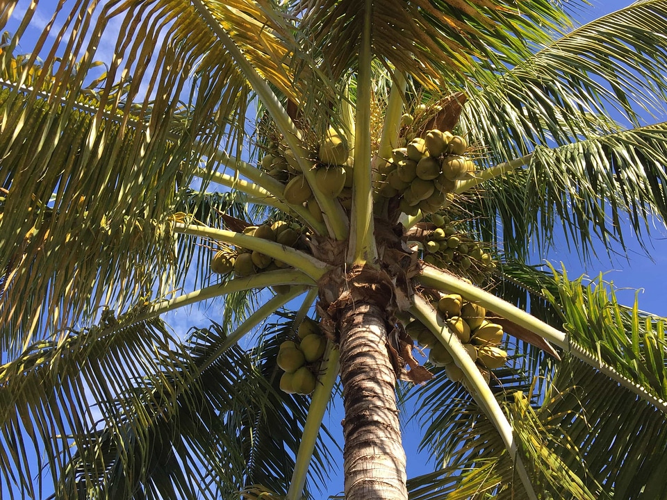 Blue Sky branch branches