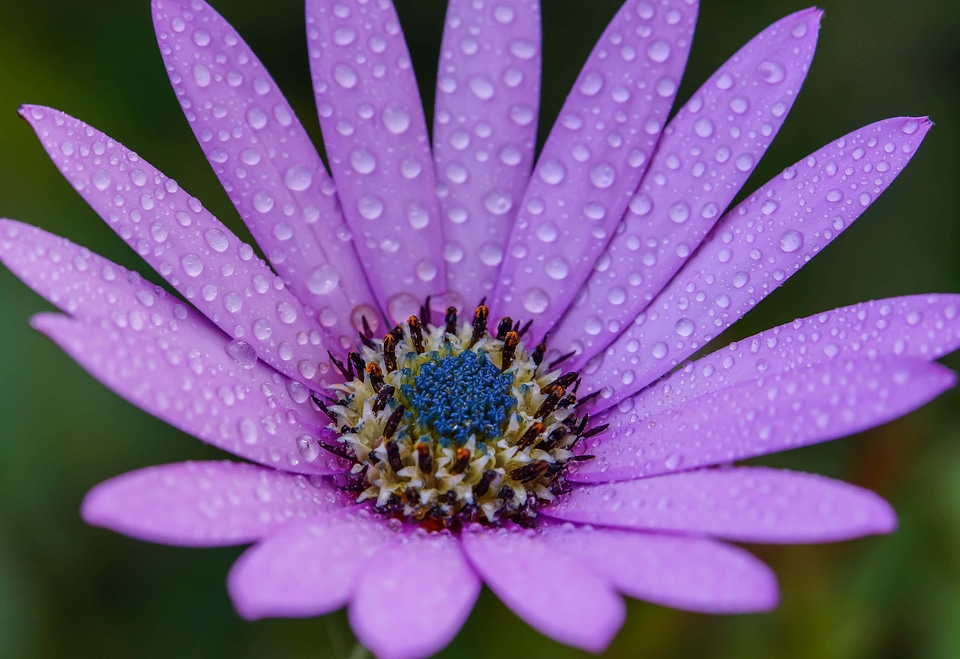 Beautiful beautiful flowers beautiful image