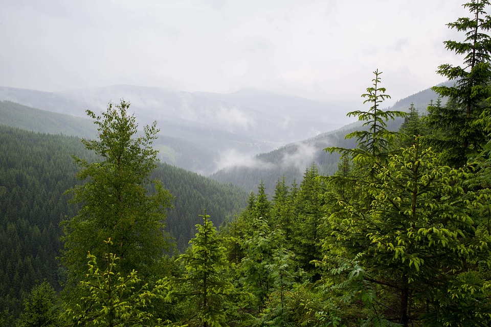 Branch cloud conifer