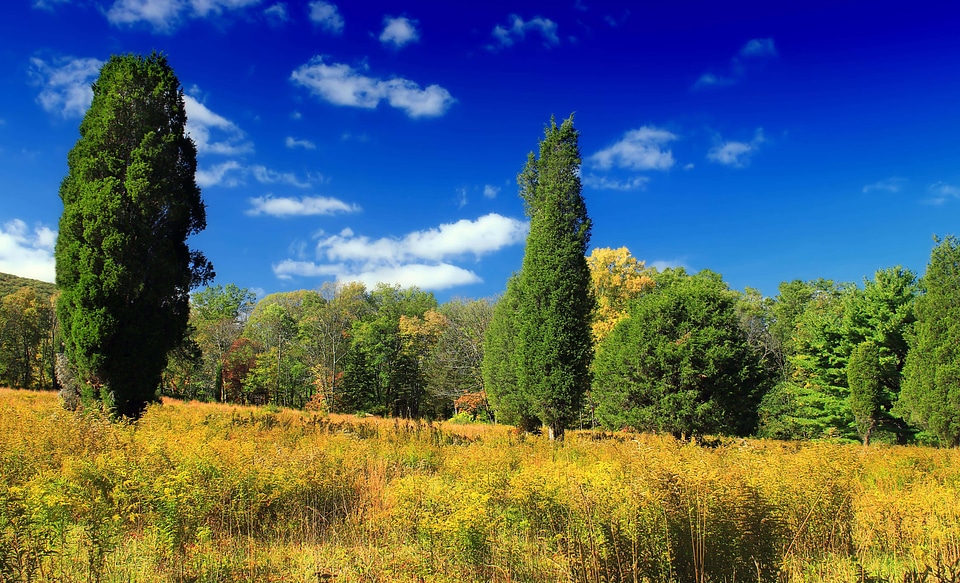 Autumn blue sky branch