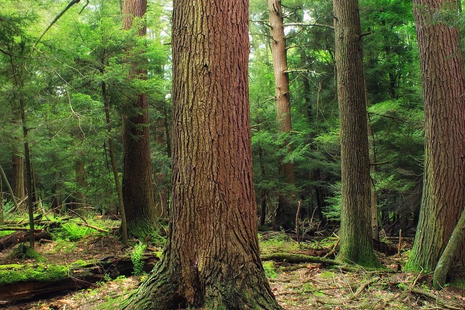 Branch conifer daylight