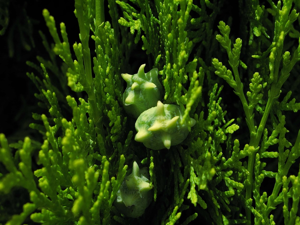 Conifer dark green ecology