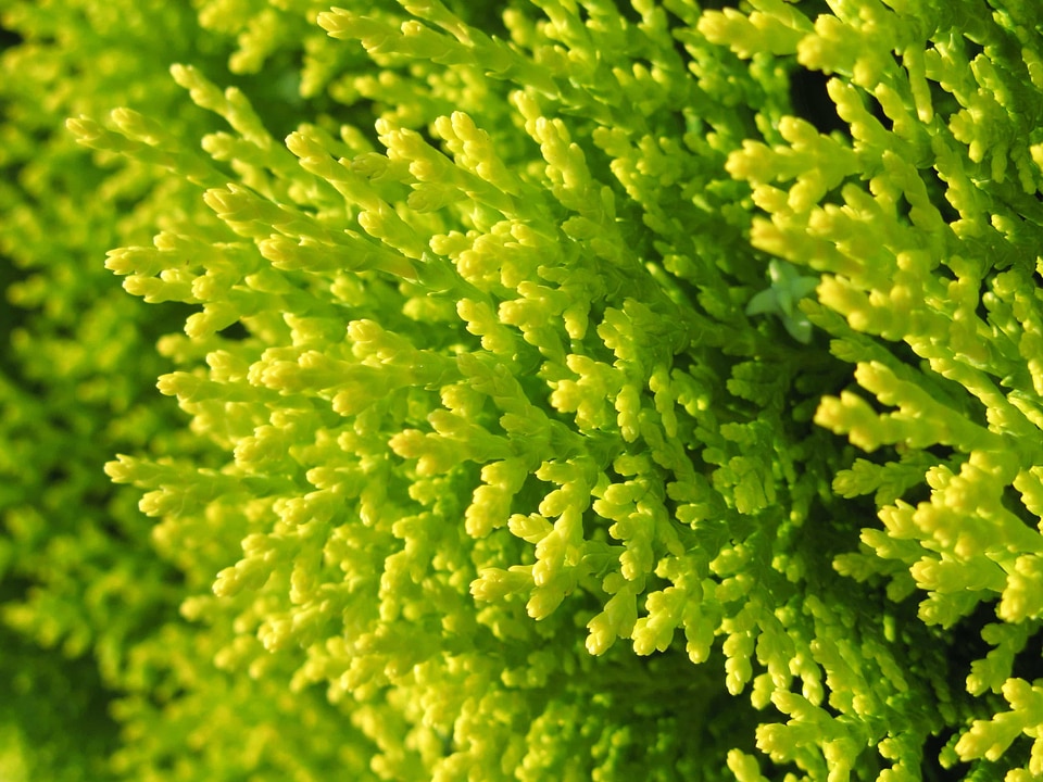 Conifer ecology environment