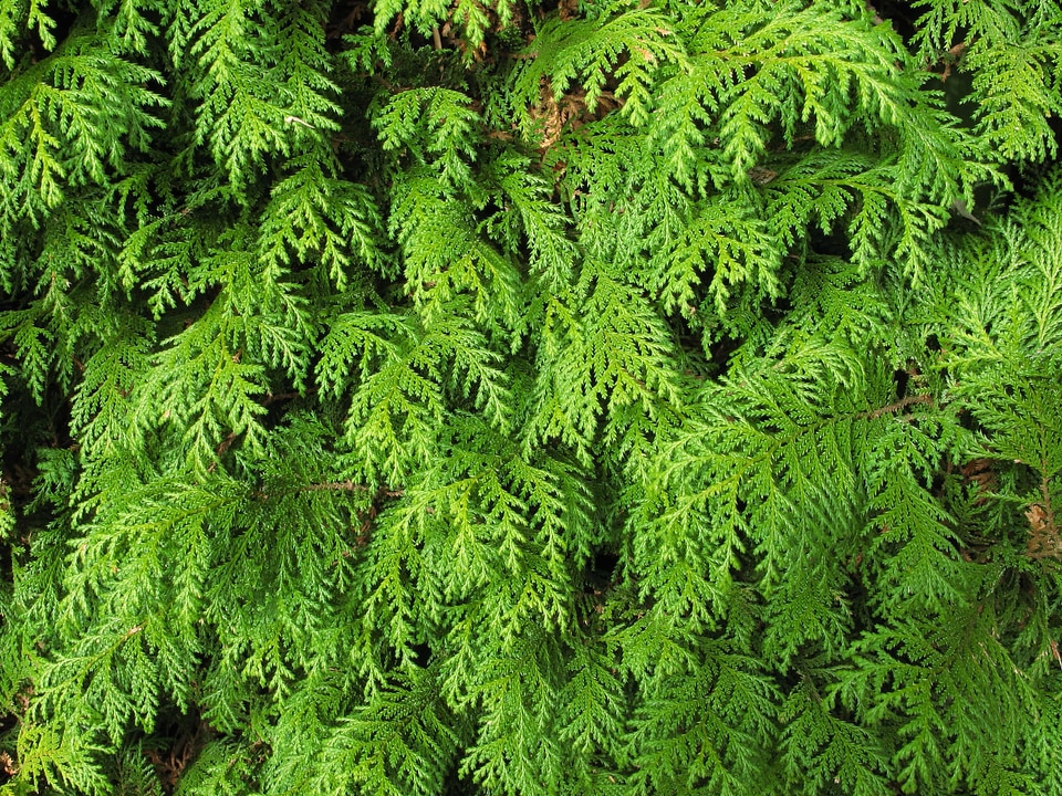 Conifer dark green ecology