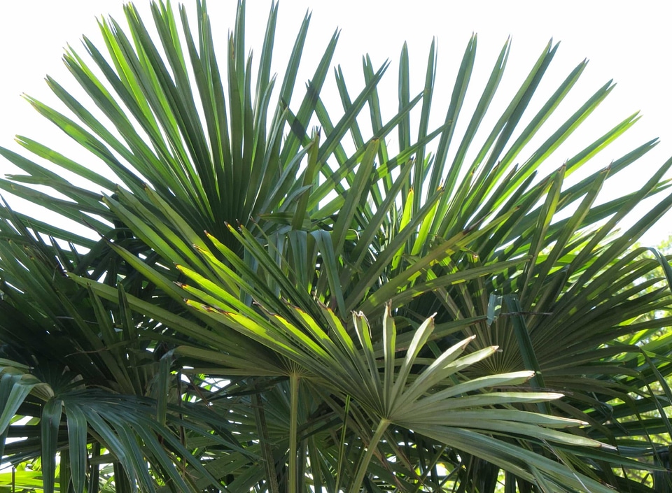 Branch branches dark green