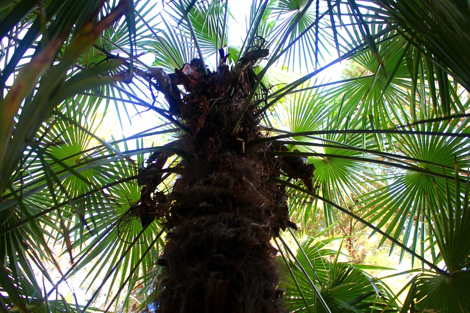 Beach branch branches