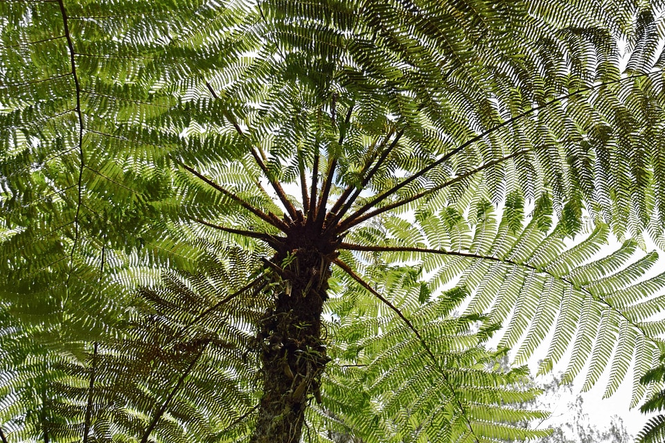 Dark Green daylight ecology