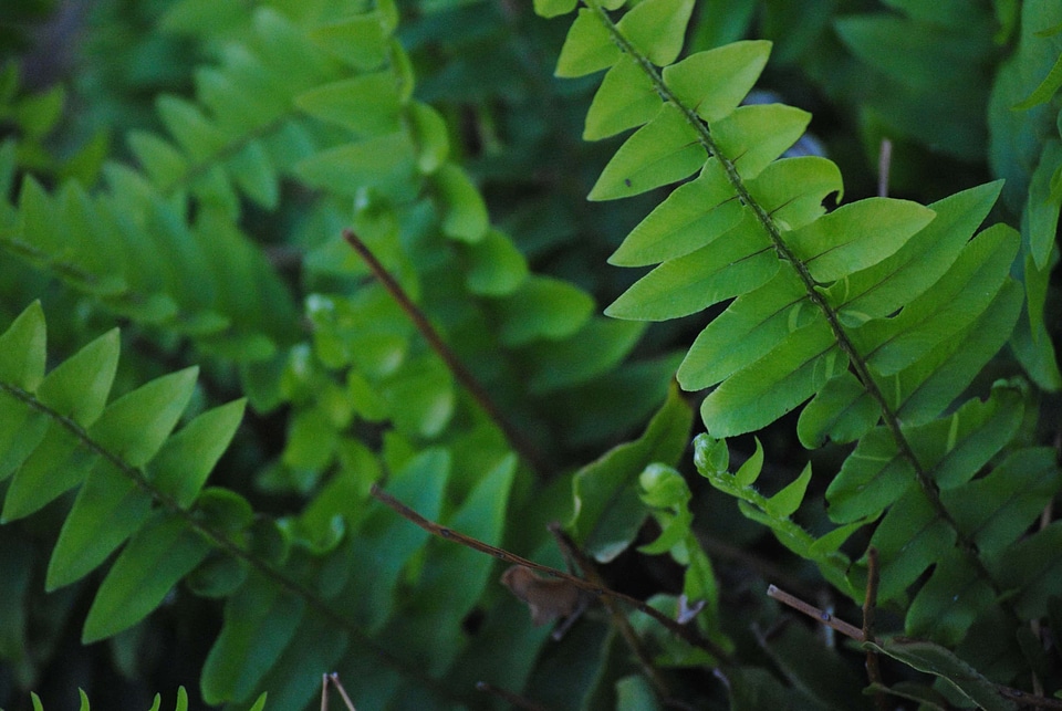 Branch dark green daylight