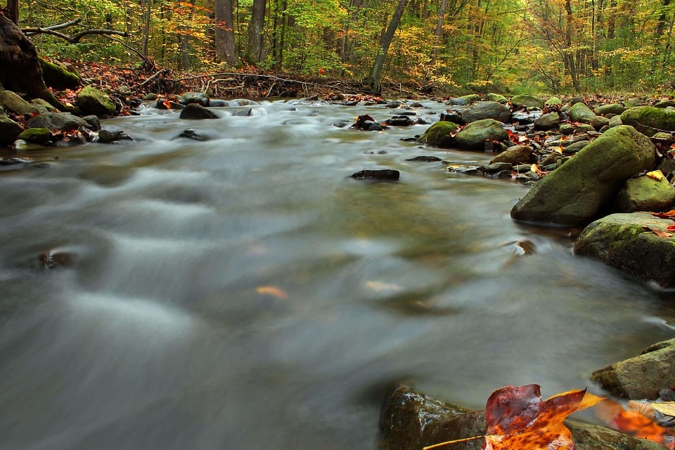 Creek daylight ecology