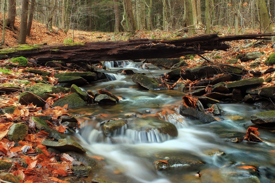 Creek daylight ecology