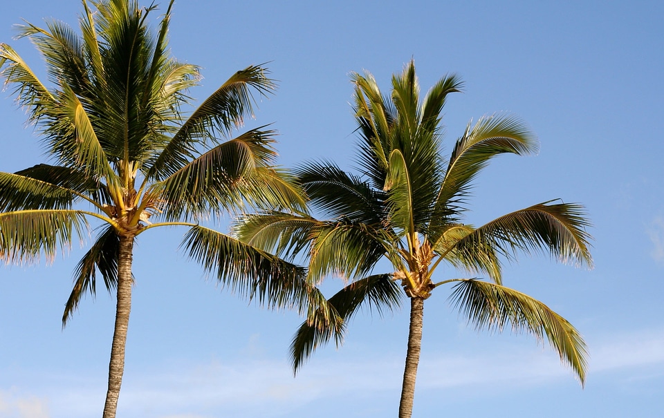 Beach blue sky branch