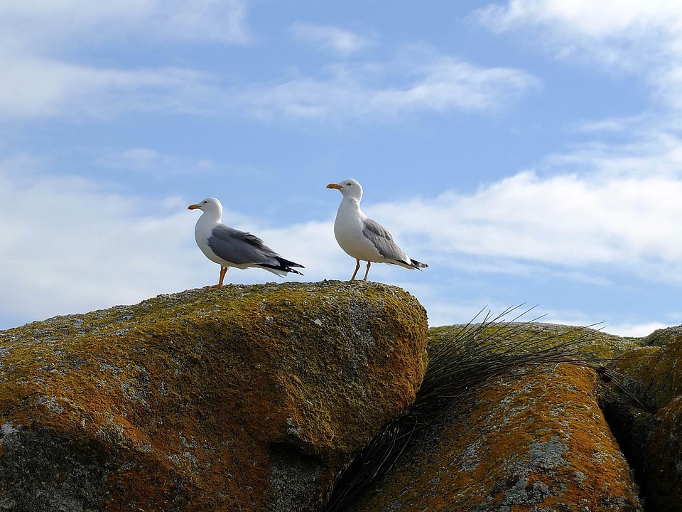 Animal avian beach photo