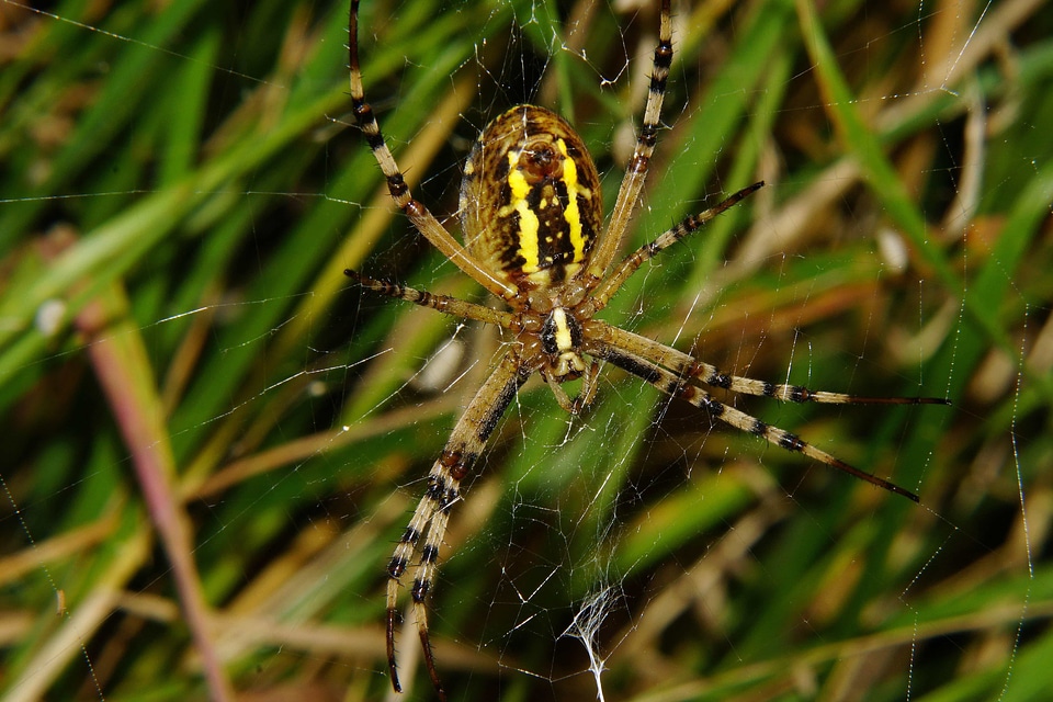 Animal arthropod beautiful photo