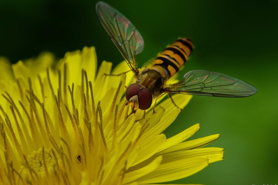 Animal arthropod beautiful flowers