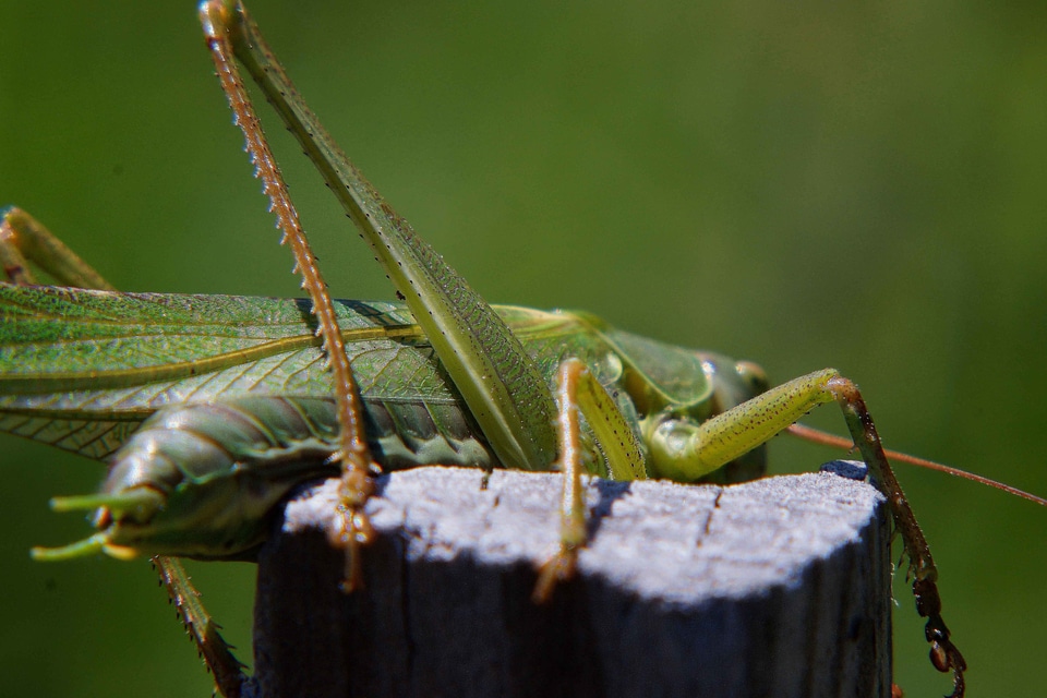 Animal arthropod beautiful photo
