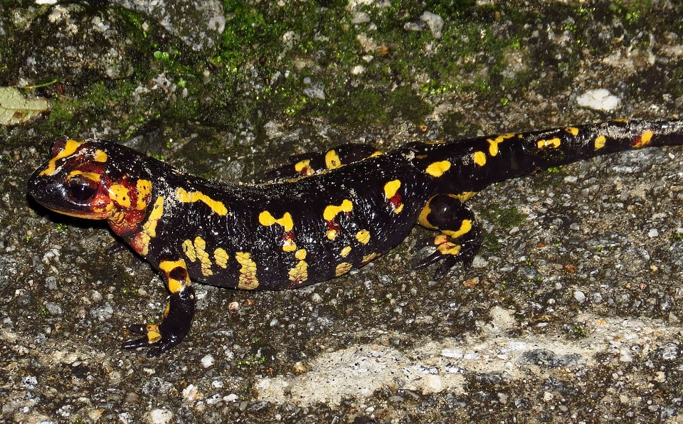 Amphibian animal colorful