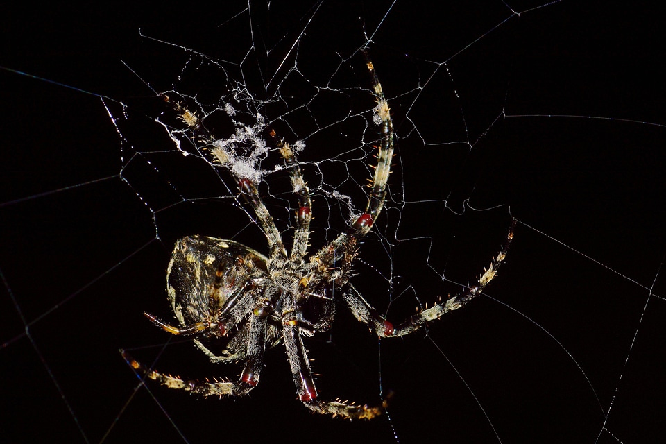Animal arthropod bug