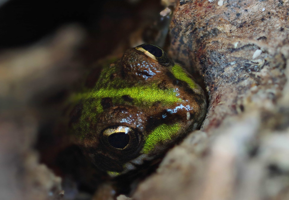 Amphibian animal animals