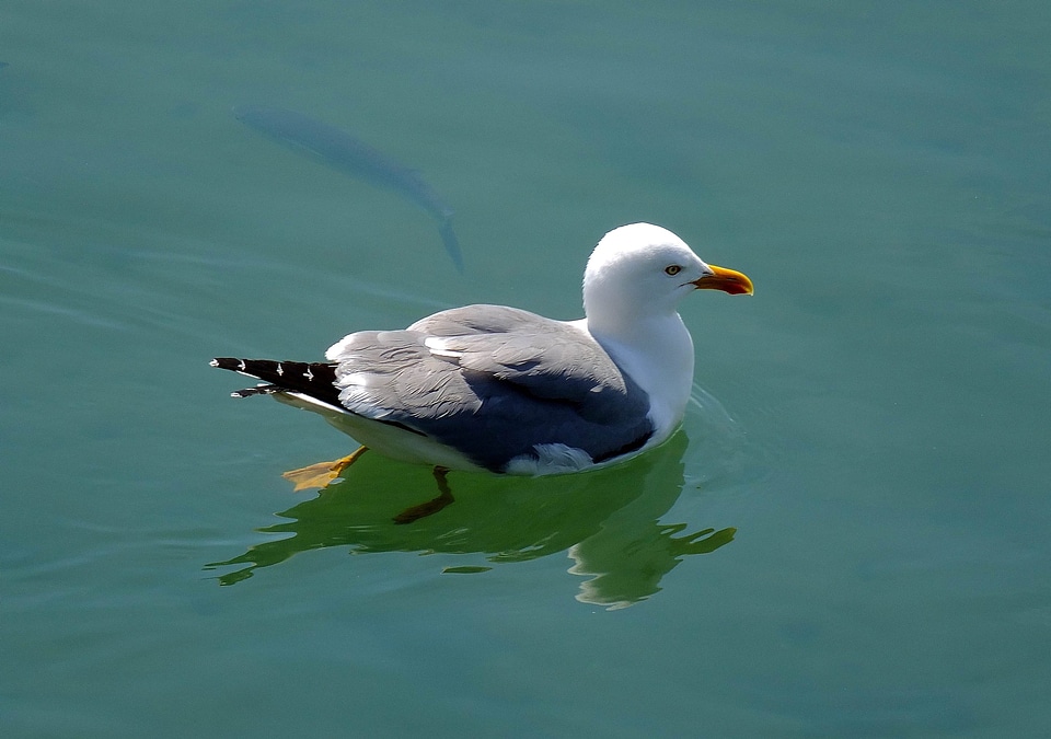 Animal avian beak