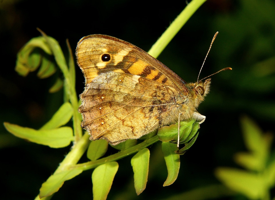 Animal arthropod beautiful image