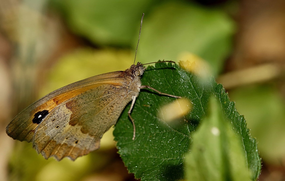 Animal arthropod biology