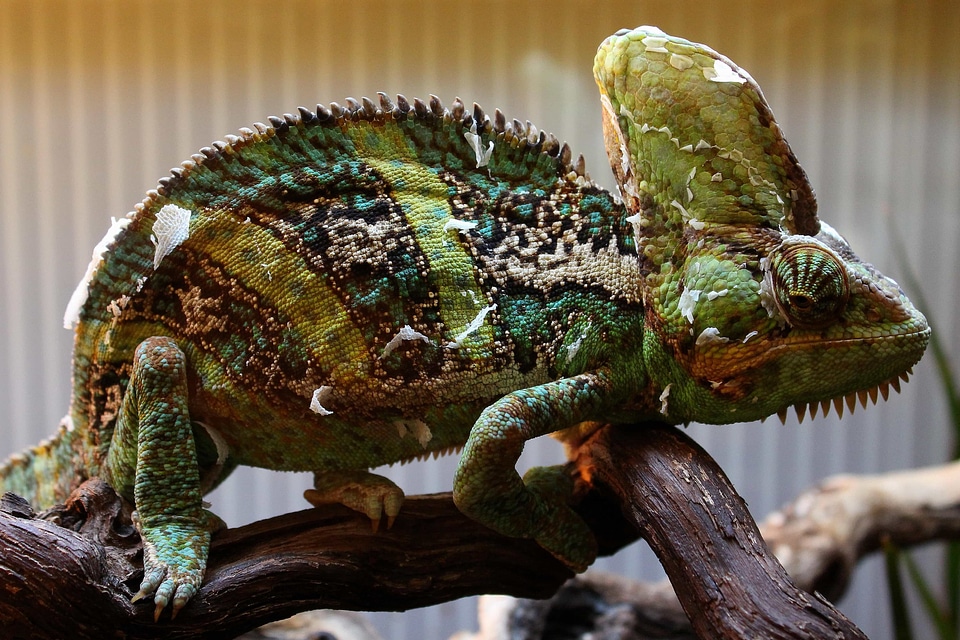 Animal chameleon colorful