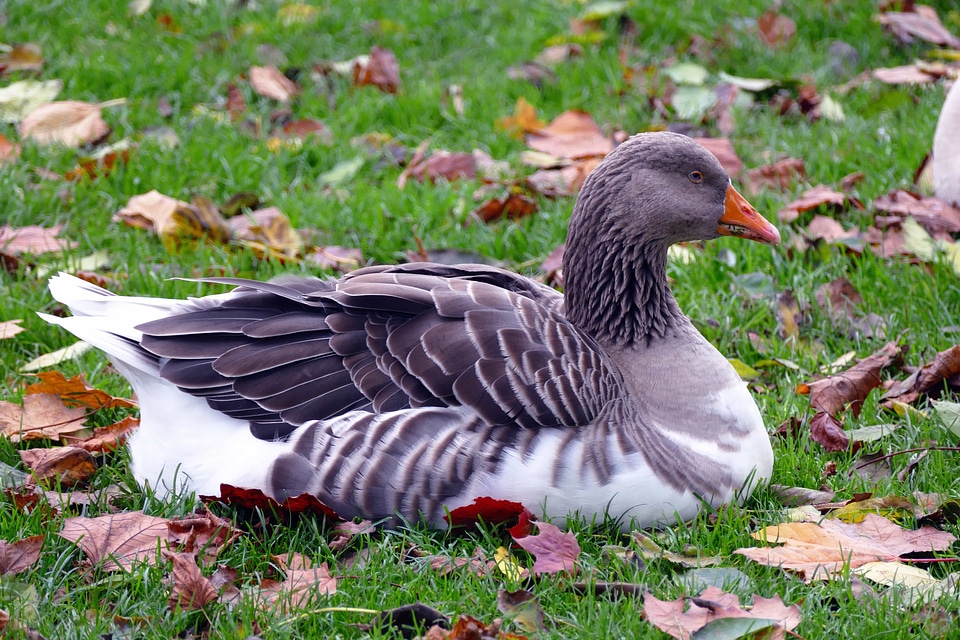 Animal aquatic bird autumn