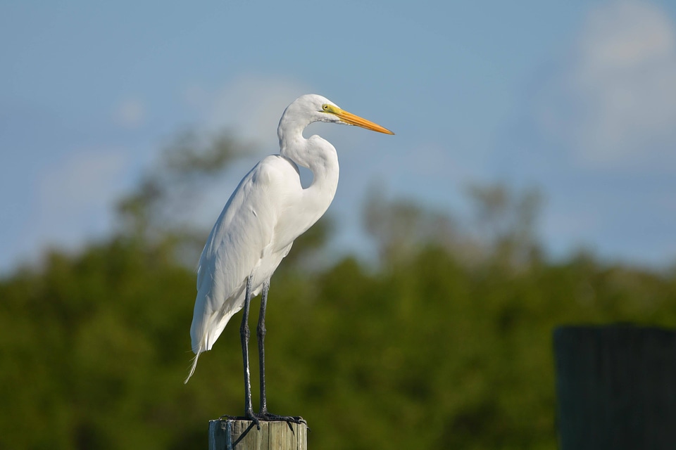 Animal avian beak photo