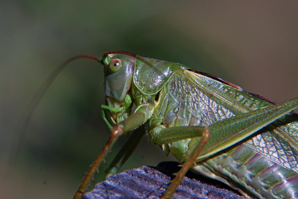 Animal arthropod beautiful image