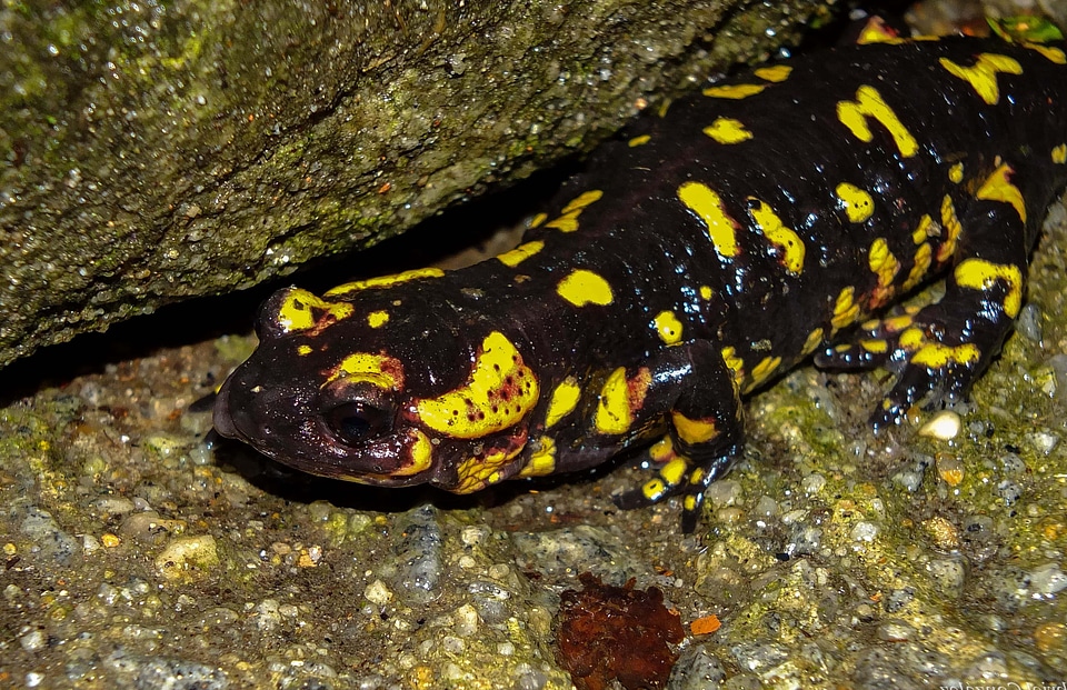 Amphibian animal beautiful photo