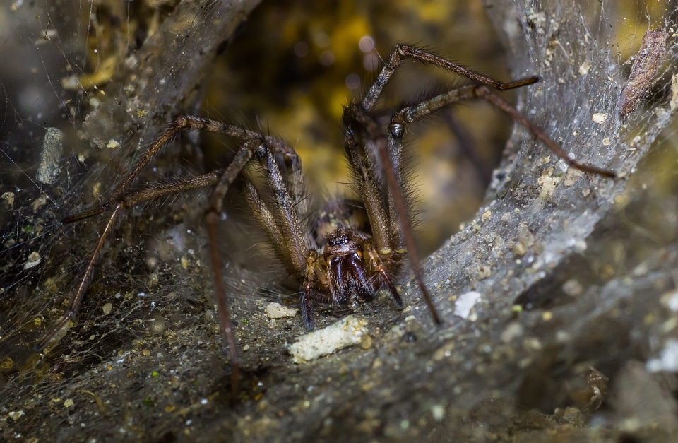 Animal arthropod bite