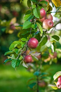 Food branch with apples apples photo