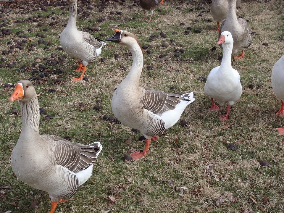 Animal aquatic bird avian