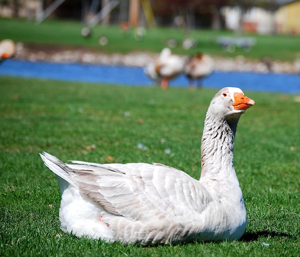 Animal aquatic bird avian
